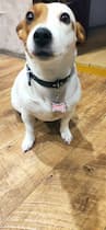 accessoire collier pour chien