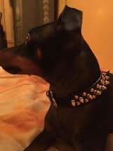 collier clouté pour petit chien