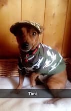 t-shirt militaire pour chien