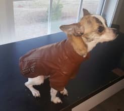 veste cuir marron pour chien
