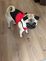 manteau matelassé sans manches pour chien
