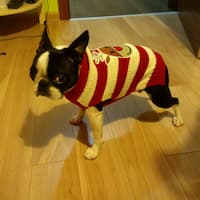 chien habillé avec pull renne de noël