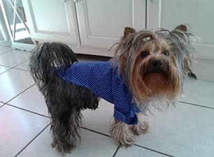 chemise stylée pour petit chien