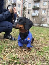 vêtement chic pour petit chien