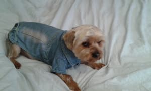 yorkshire en chemise en jean