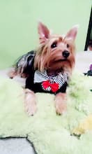 veste chemise et noeud papillon pour chien