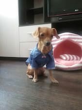 chemise été pour chien