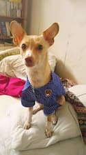 chemise classe pour chien