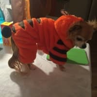 habit de tigre pour chien