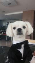 tenue de mariage pour chien