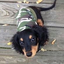 petit chien habillé en t-shirt camouflage