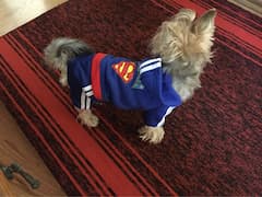 jogging bleu pour petit chien