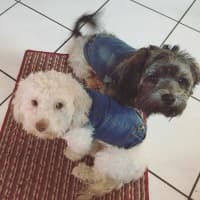 deux chiens en veste jean mode