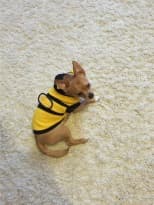 déguisement d'abeille pour chien
