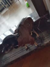 pinscher en veste cuir