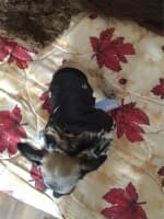 habit chaud pour petit chien