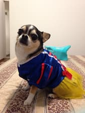 robe blanche-neige pour petit chien
