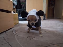 costume de panda pour petit chien