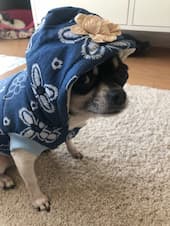 doudoune fourrée pour petit chien