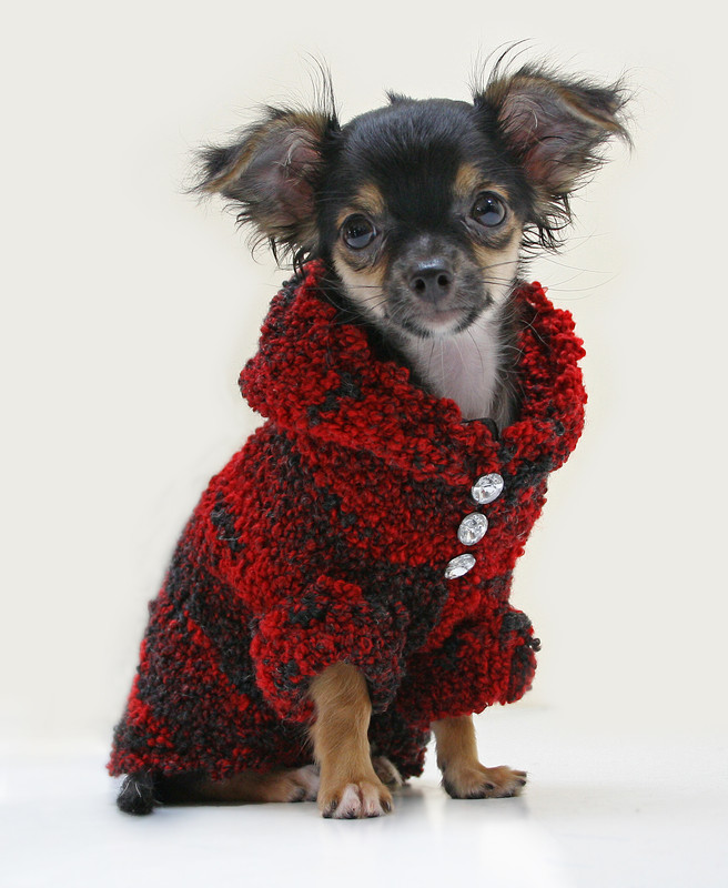 manteau pour petit chien