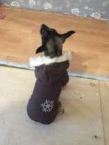 chihuahua en manteau double face