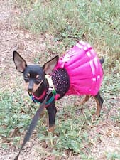 petit chien porte robe avec tutu