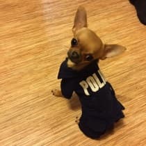 uniforme pour chien