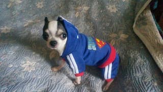 survêtement superman pour chien