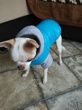manteau doudoune pour petit chien