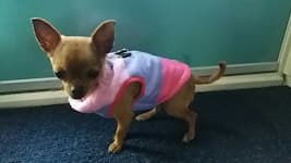 doudoune sans manches pour petit chien