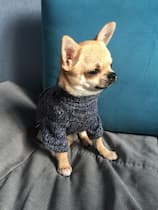 pull tricoté pour petit chien