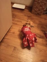 tenue de fête Merry Christmas pour chien