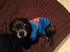 débardeur superman pour chien
