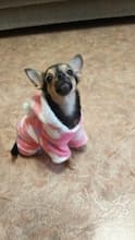 pyjama chaud pour chien