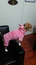 vêtement 4 pattes pour petit chien