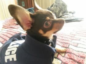 manteau 4 pattes pour chien