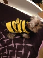 york habillé en abeille