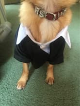 costume chemise pour chien