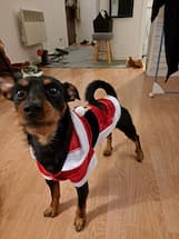 habit de père noël pour chien