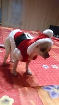 petit chien en costume de noel