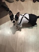 costume de mariage pour chien