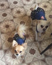 chihuahuas en robe en jean