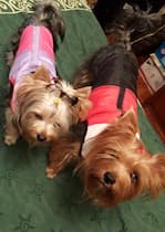 chiens avec manteau sans manches