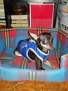 chihuahua porte un maillot adidog bleu