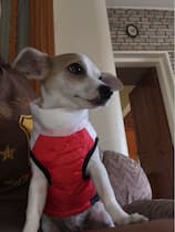 doudoune sans manches pour chien