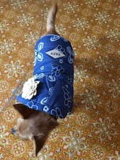 habit hiver pour petit chien frileux