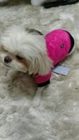 manteau douillet pour chien