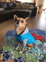 manteau style sport pour chien