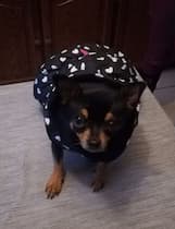 manteau chaud petit chien