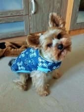 doudoune hiver pour petit chien
